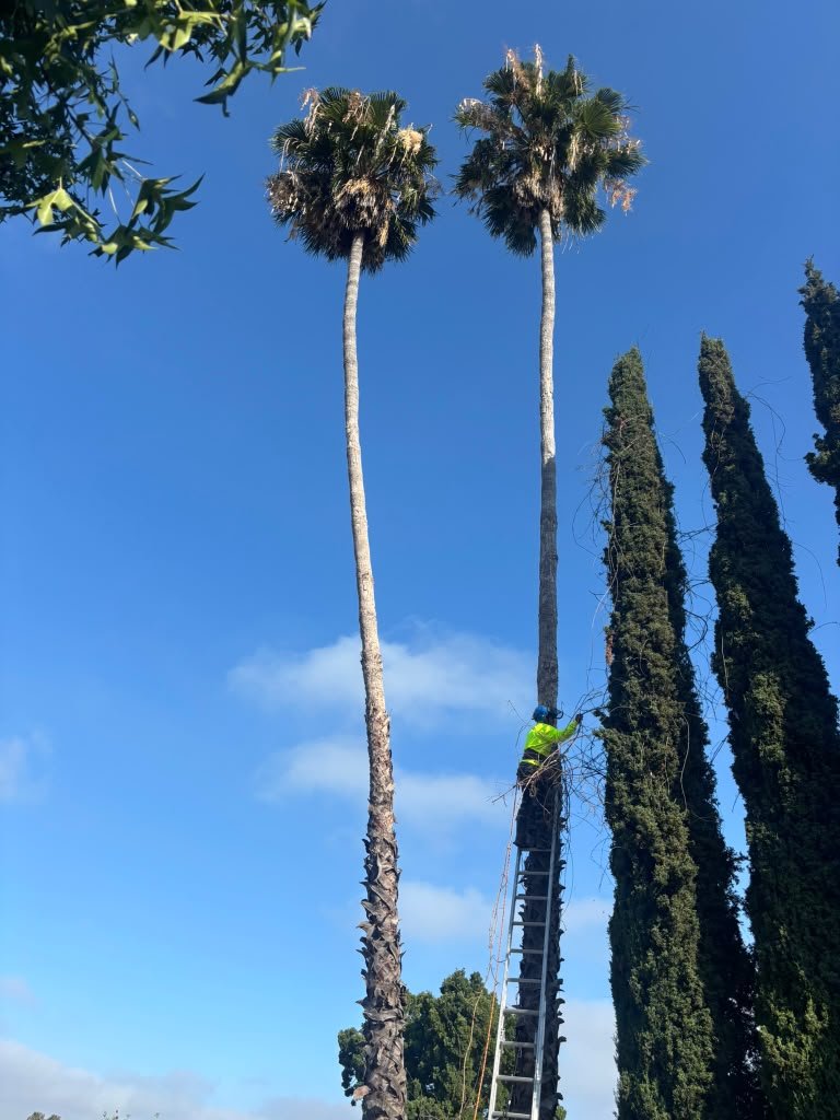 OC Tree Experts real project photo 10