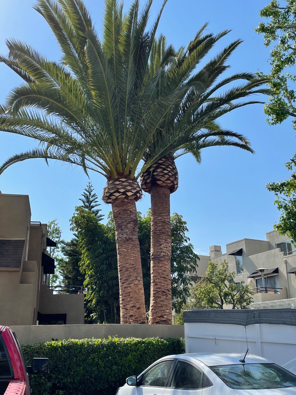 OC Tree Experts real project