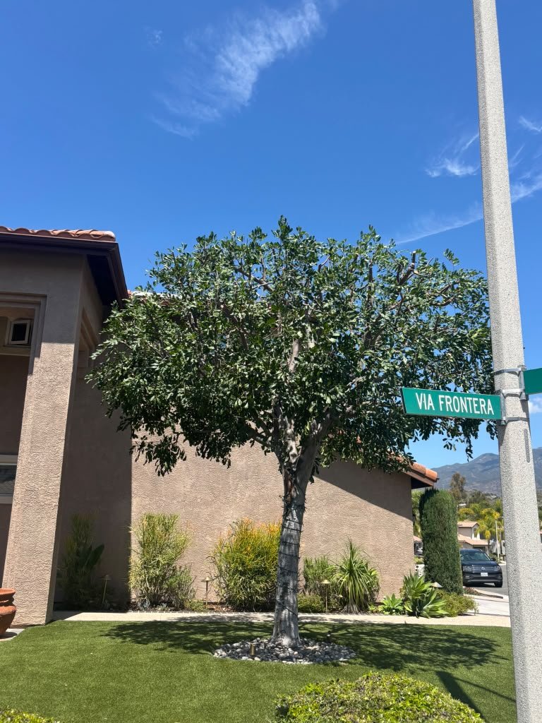 OC Tree Experts real outdoor project