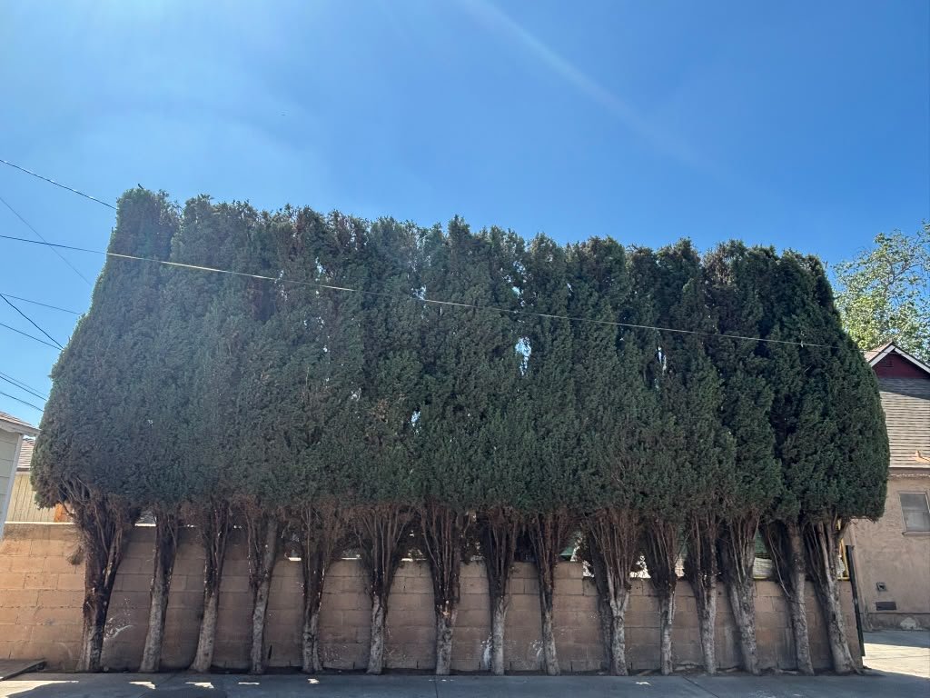 OC Tree Experts real project