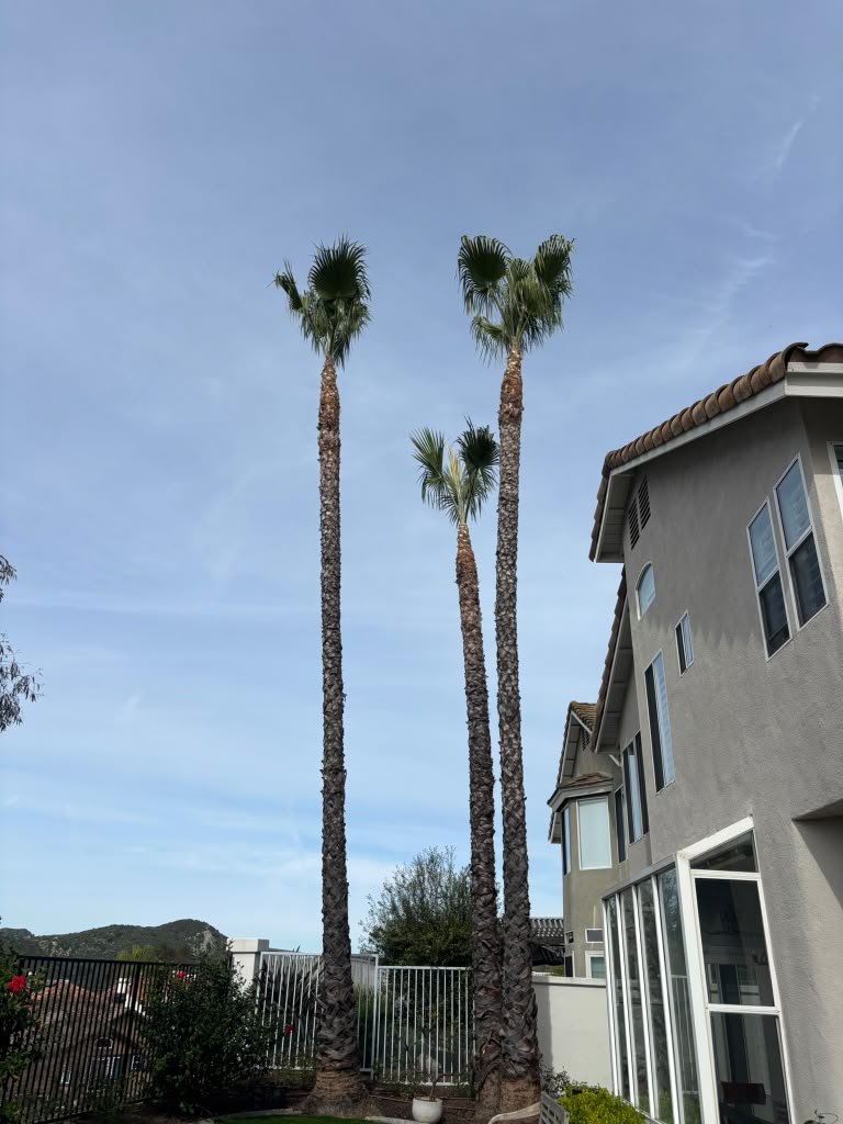 OC Tree Experts project