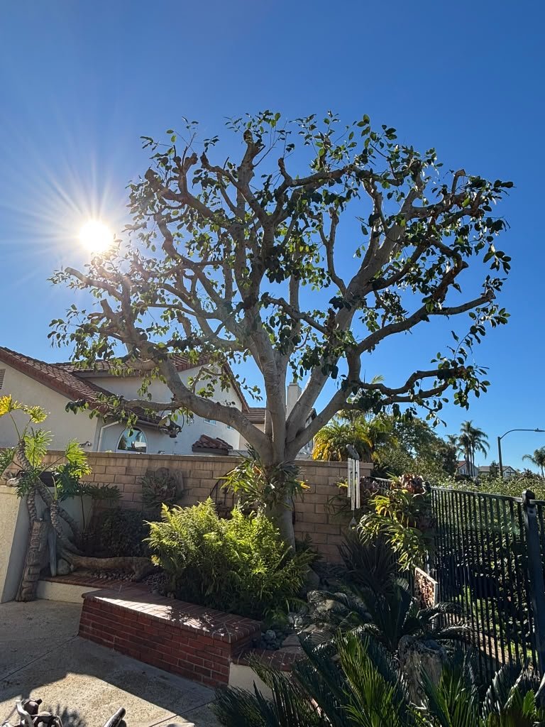 OC Tree Experts real project