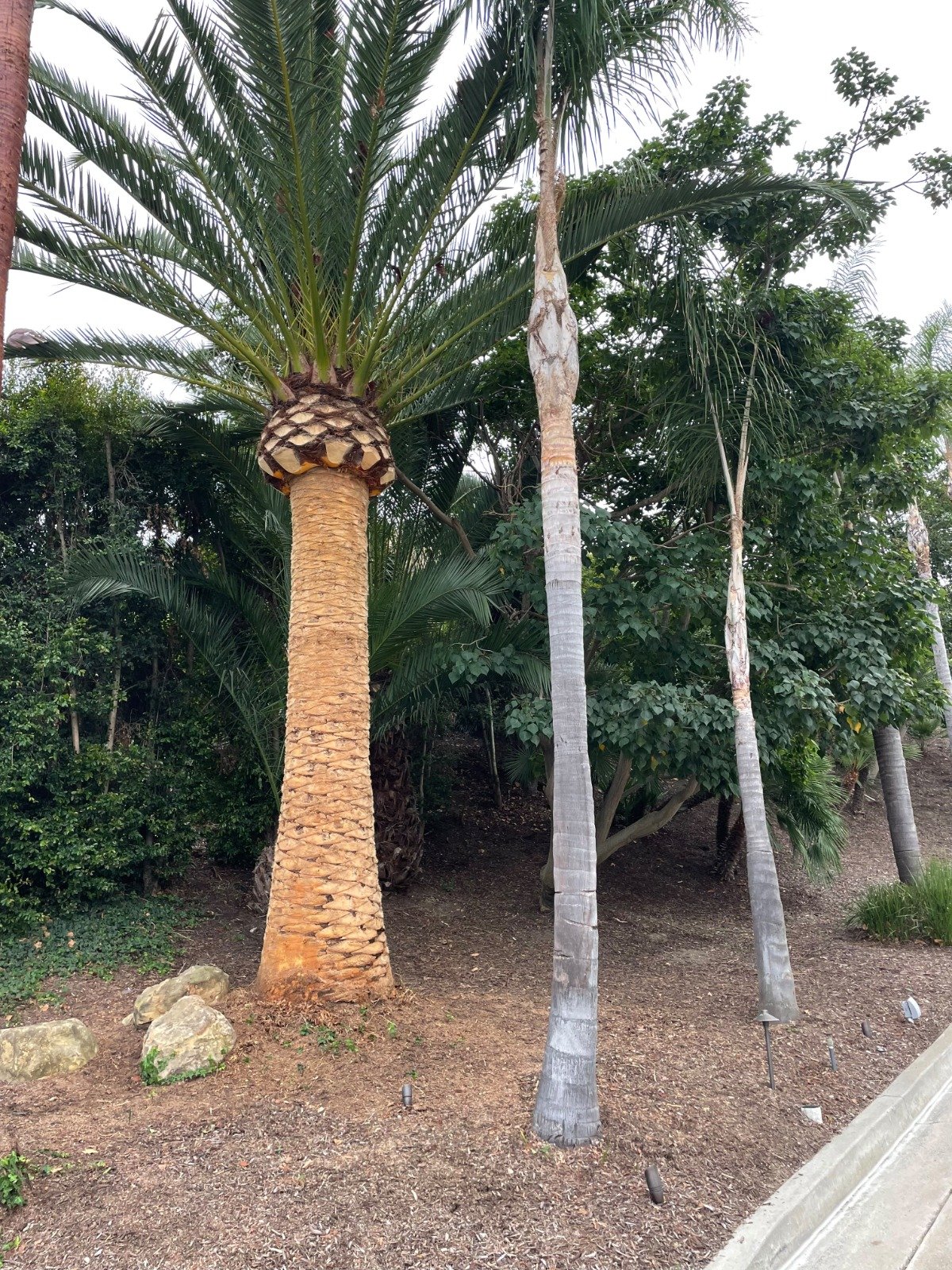 OC Tree Experts real project
