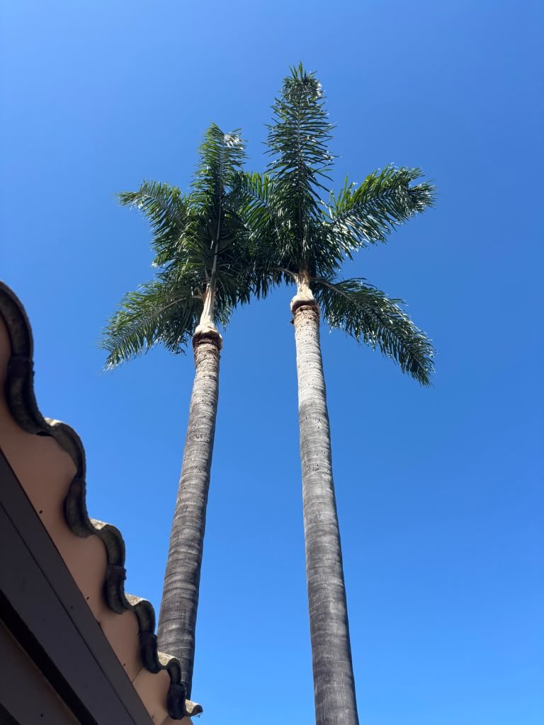 OC Tree Experts real project photo 12